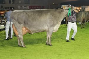 151128SC15 435_Abt 10 Rang 4 Collection Cuttla von WTS Genetics LU 